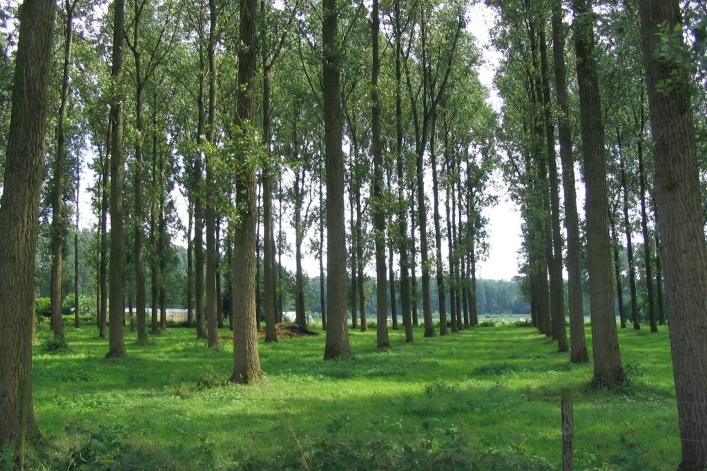 veld met populieren