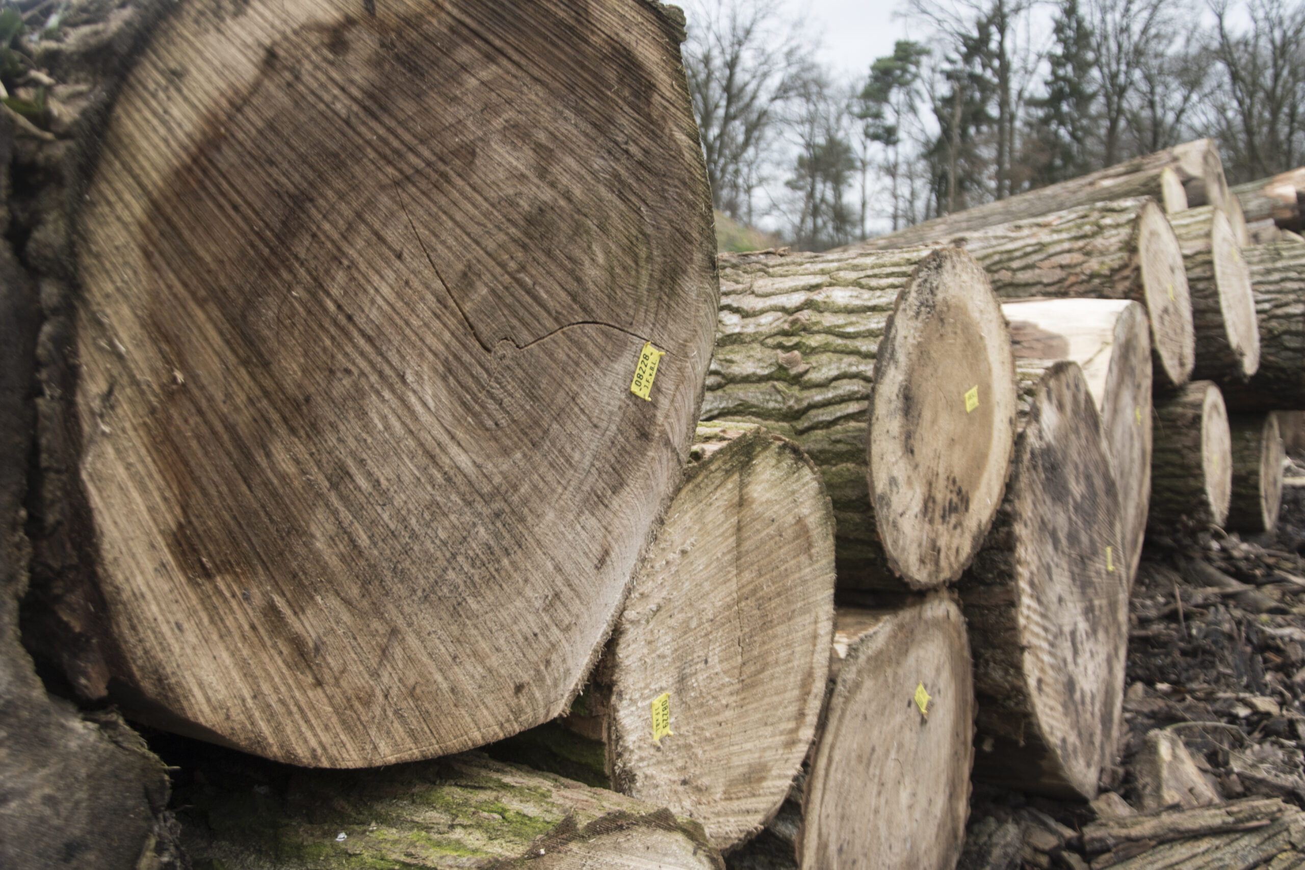 Peppelhout opgenomen in de Nationale Milieudatabase